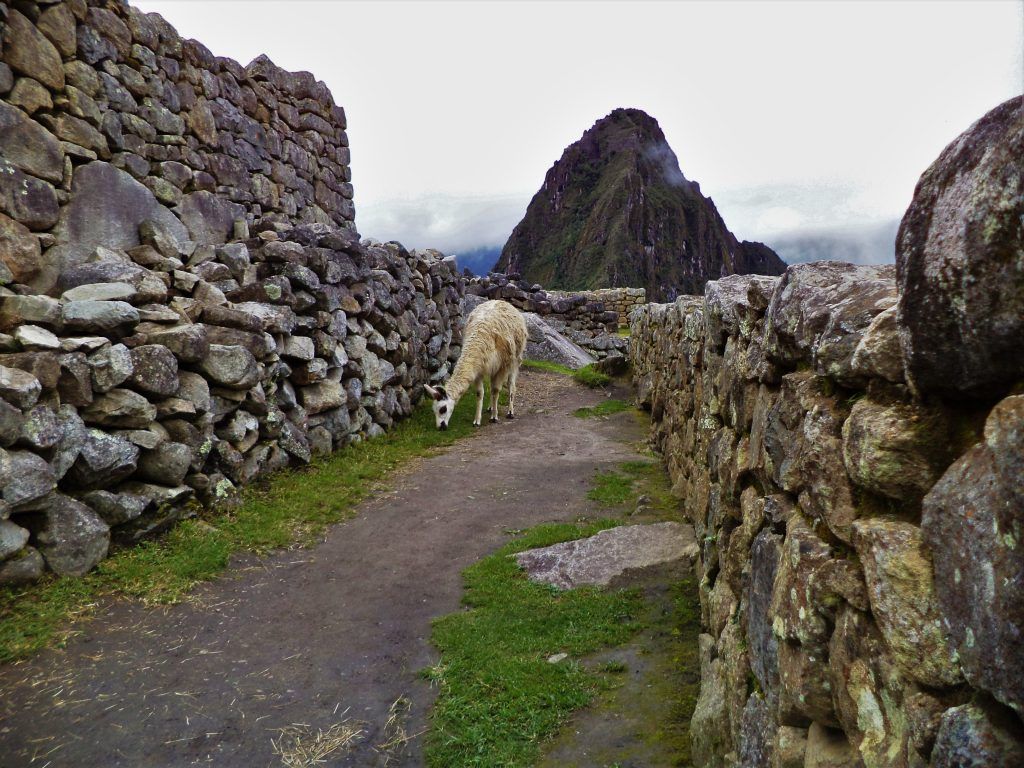 Llama en Machu Picchu.