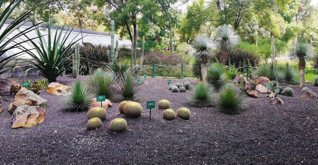 Jardín botánico de Chapultepec.