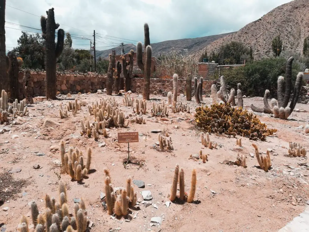 Cactus jardin botánico de altura.