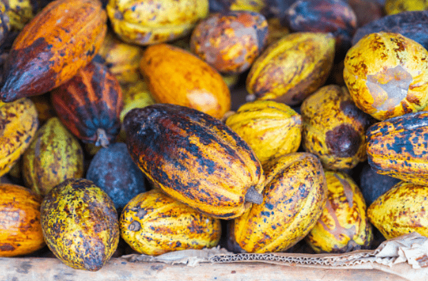 Cacao, uno de los tours gastronómicos de República Dominicana.