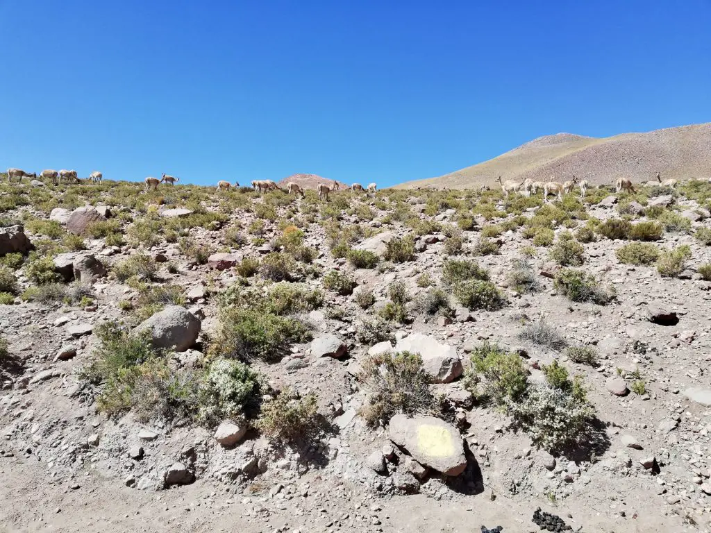 Vicuñas en San Pedro de Atacama.