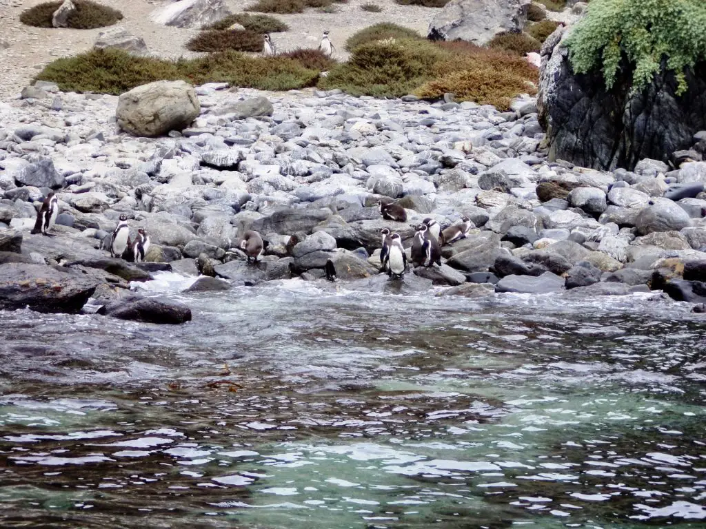 Pingüinos en Punta de Choros.