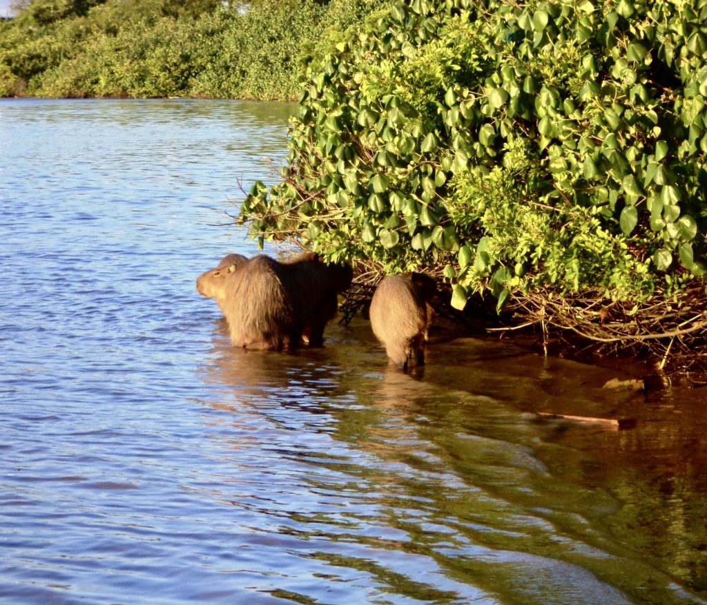 Capibaras en Itajaí.