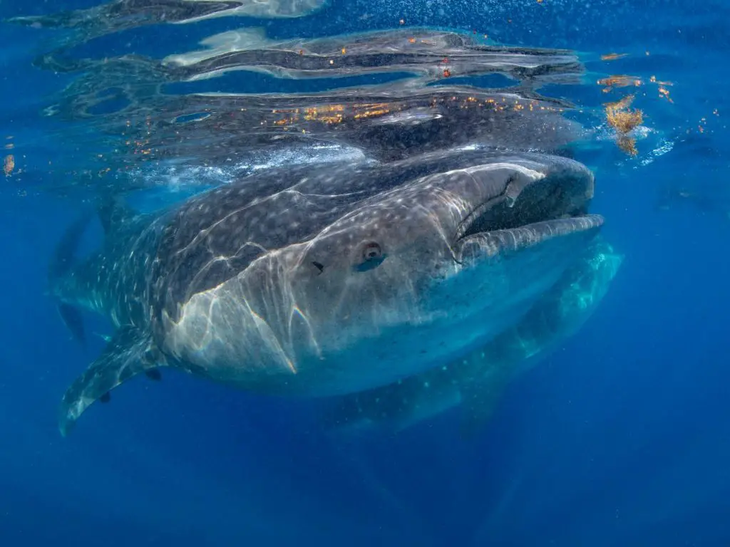 Tiburon ballena en Isla Mujeres.