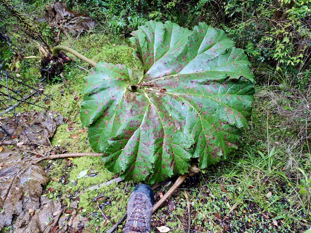 Flora y fauna del Parque Nacional de Chiloé.
