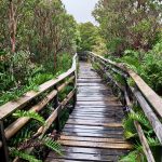 Senderos del Parque Nacional de Chiloé.