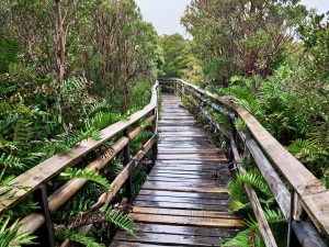 Parque Nacional de Chiloé desde Castro: cómo llegar y qué ver