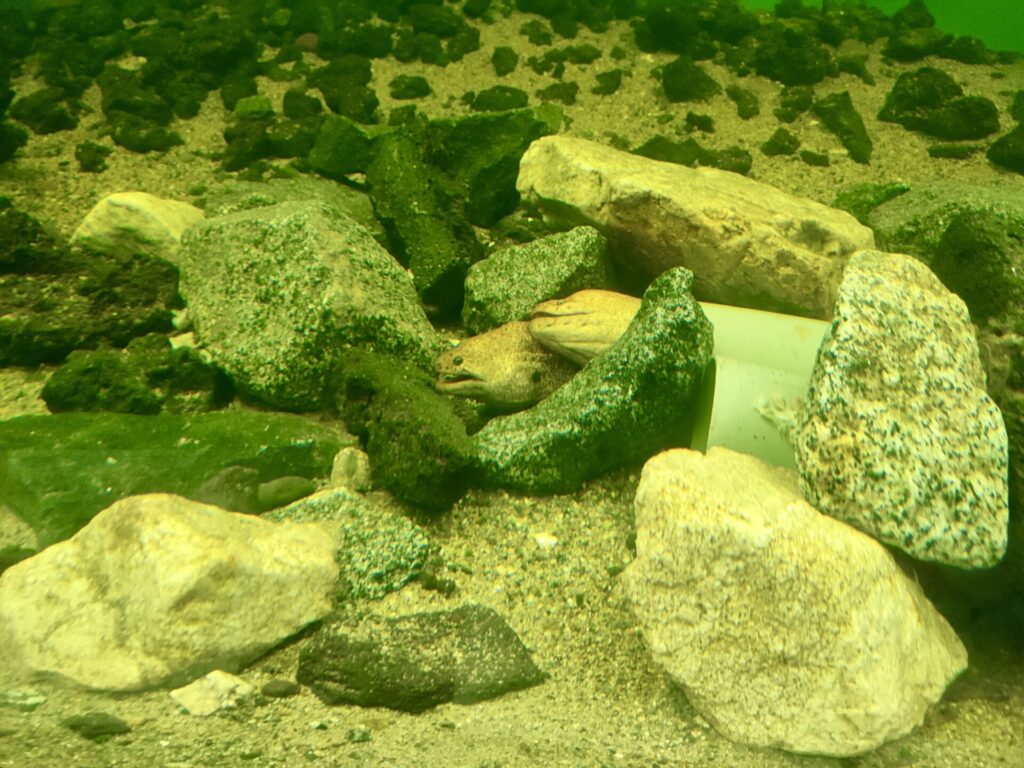 Acuario de Valparaíso.