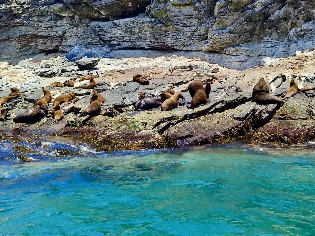 Lobos marinos en Isla Chañaral.