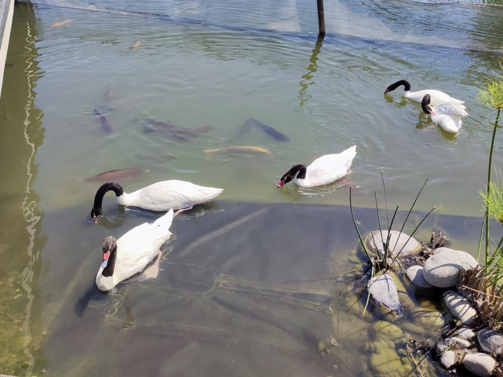 Cisnes de cuello negro del Parque Bicentenario de Vitacura.