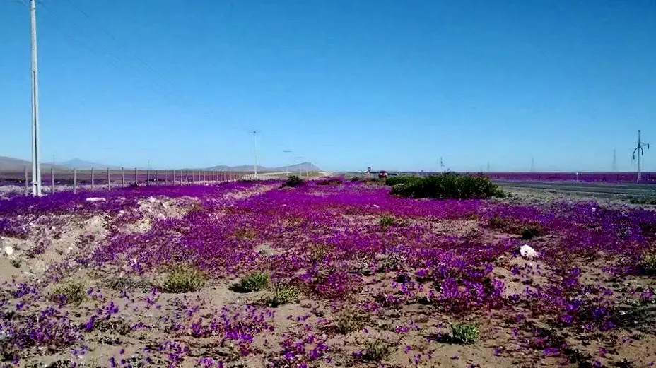 Desierto florido en la Región de Atacama, Chile.