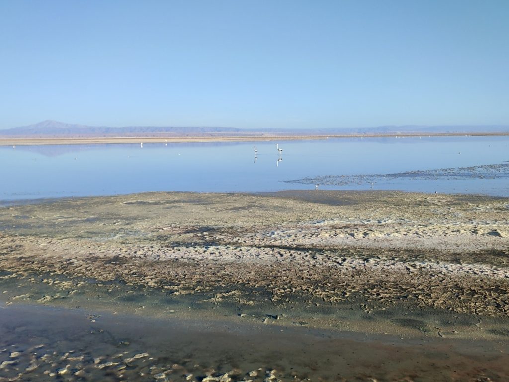 Flamencos en Laguna Chaxa.