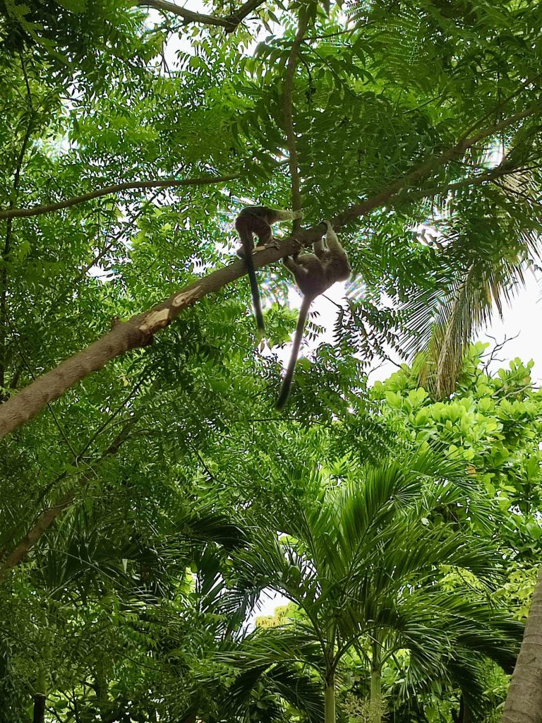 Monos del Parque Centenario de Cartagena.