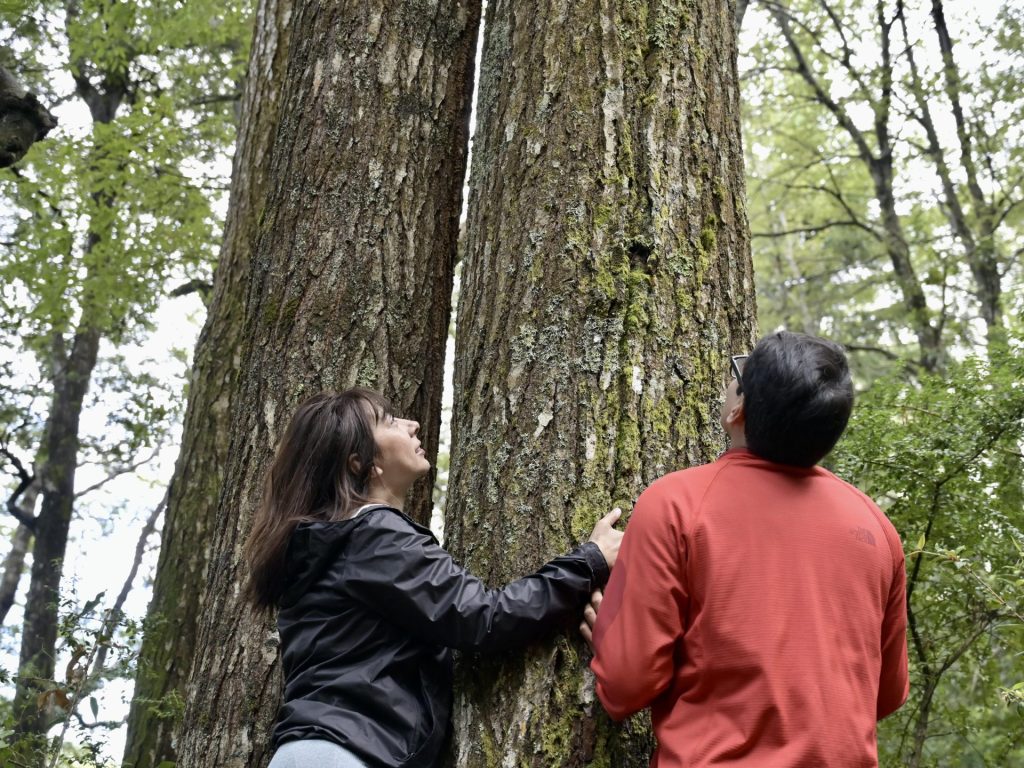 Baños de Bosque en Pucón.