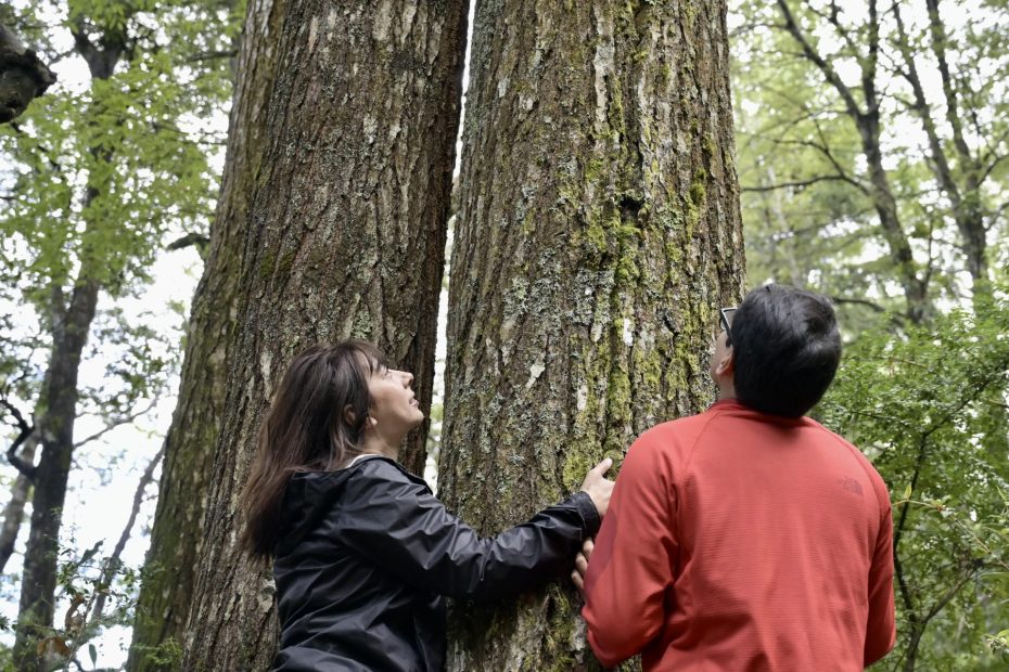 Baños de Bosque en Pucón.