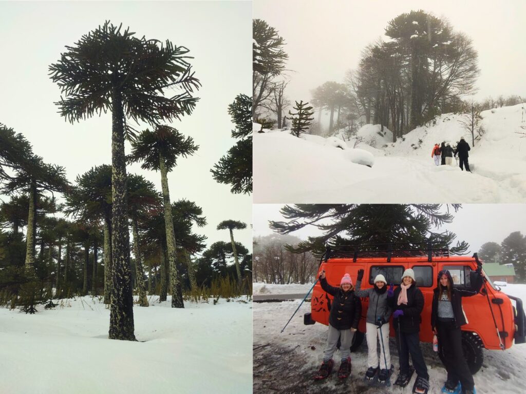 Caminata con raquetas de nieve entre araucarias en la Reserva Nacional Malalcahuello Nalcas.