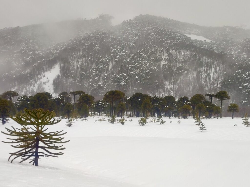 Malalcahuello en invierno Araucanía.