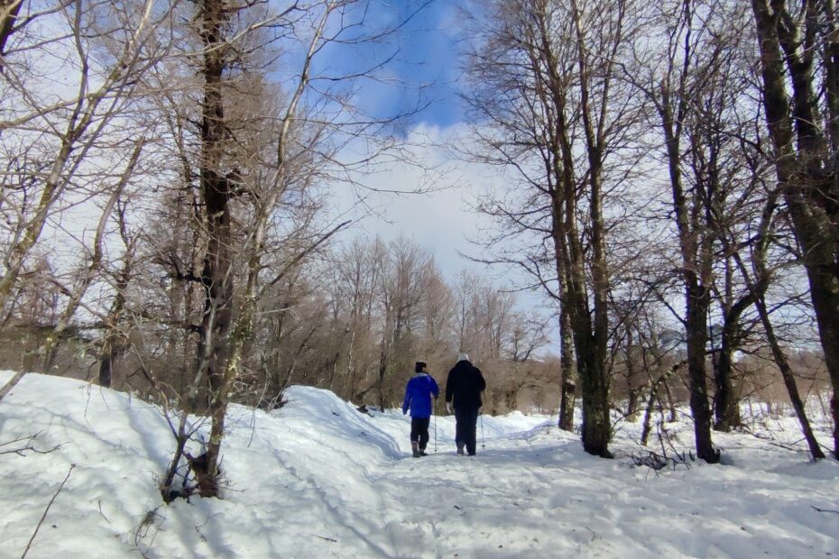 Agreste Lonquimay Chile.