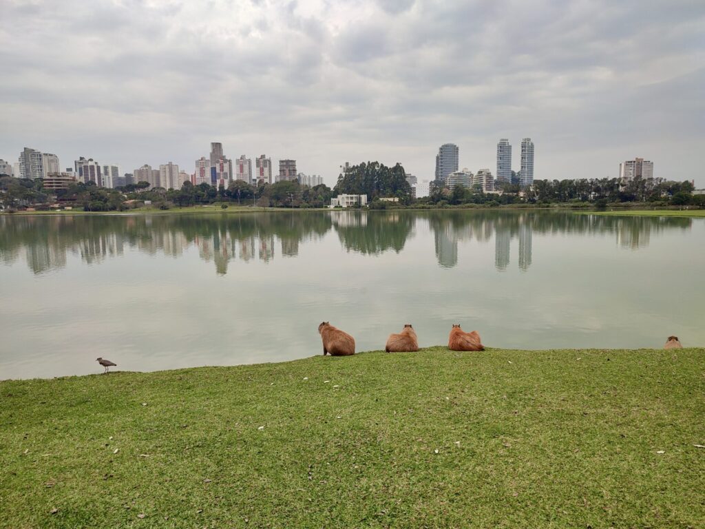 Parque Barigui Curitiba.