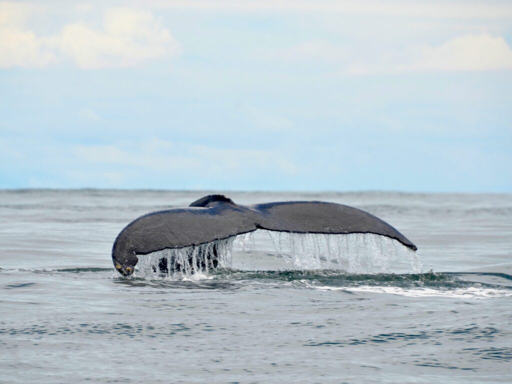 Ballenas en Tumaco, Pacífico Colombiano.