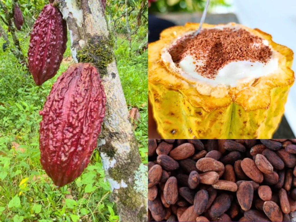 Ruta del Cacao en Tumaco.