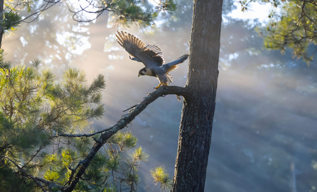 Ganadora Fotografía Flora y fauna de Chile.