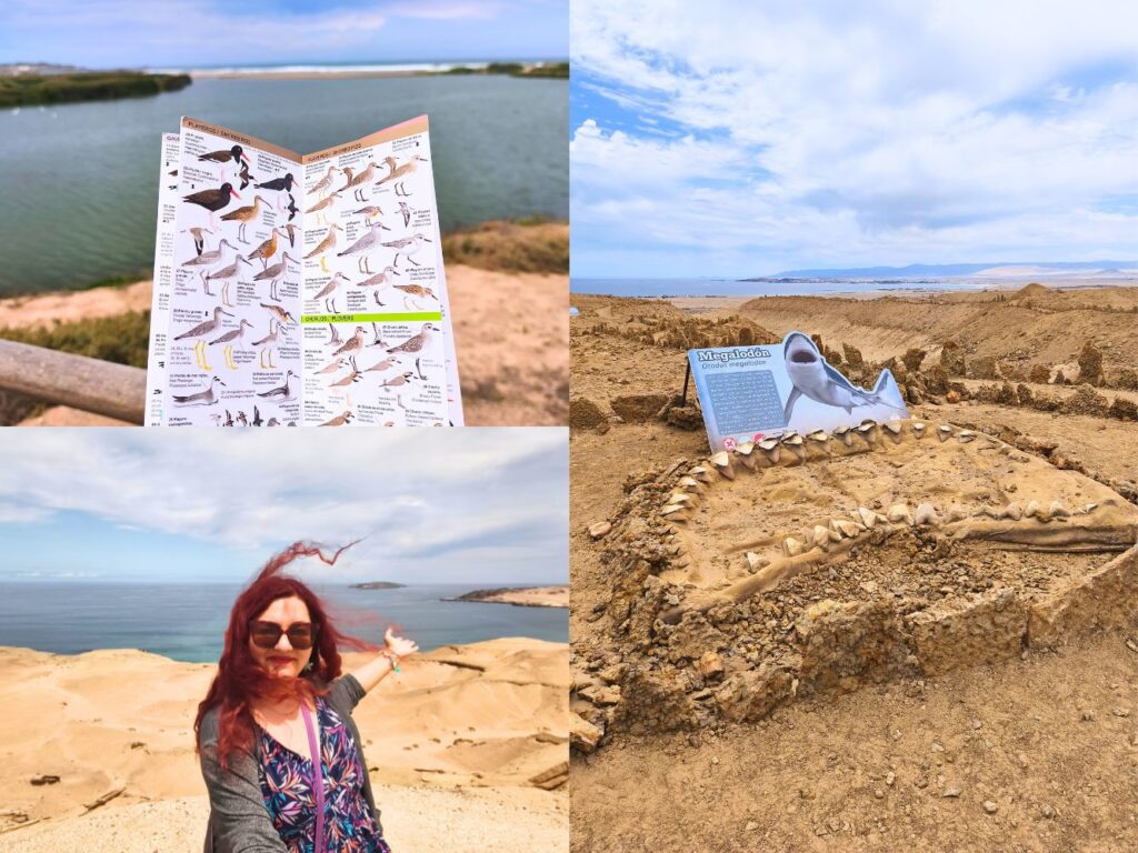 Ruta por la costa de Atacama.